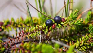 krähenbeere crowberry