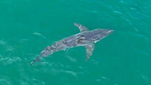 Weißer Hai aus der Vogelperspektive: Drohne filmt Raubfisch in Maine