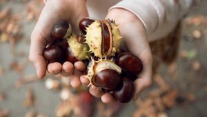 Kastanien in einer Hand