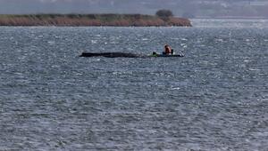 Buckelwal liegt weiter in Wismarbucht