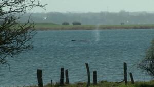 Experten-Gutachten: Rettung von Wal in Ostsee unmöglich