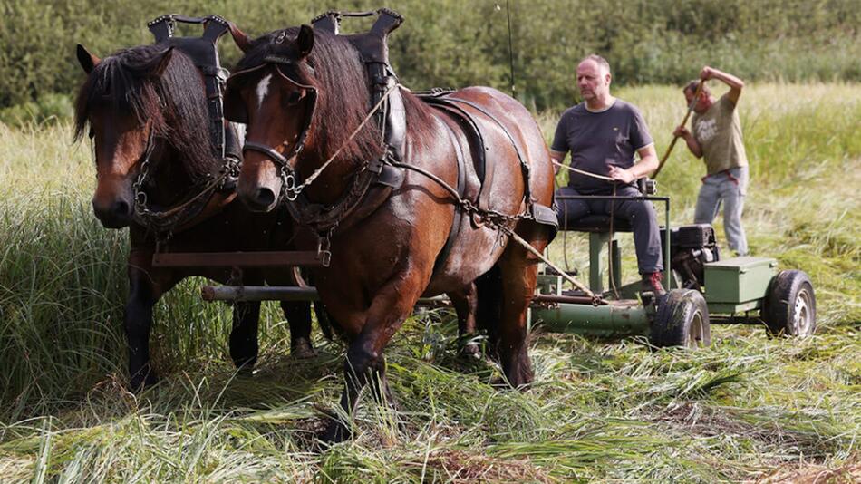 Die Pferde arbeiten auf dem Feld.