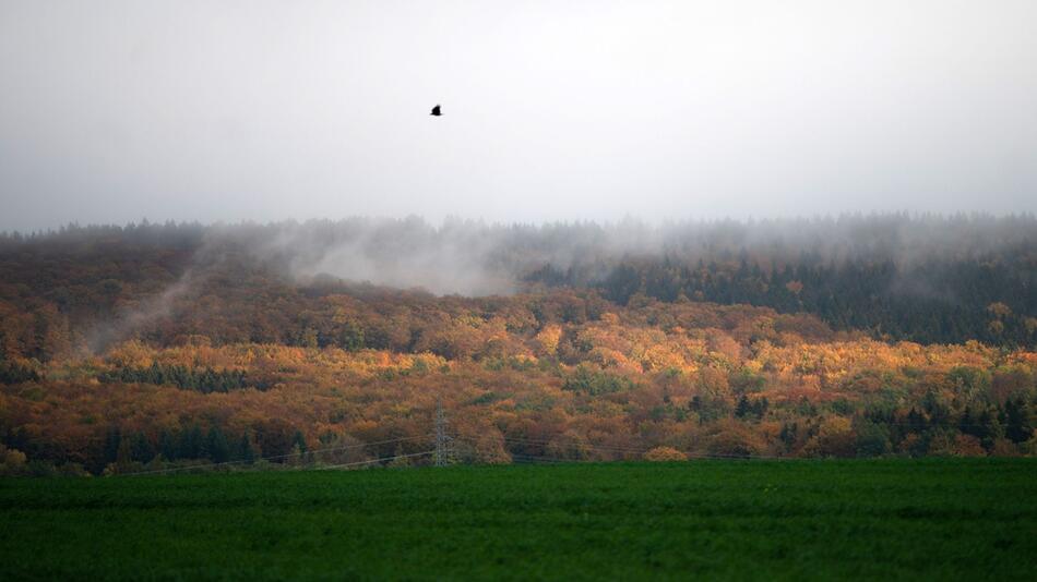 Wald in Niedersachsen