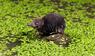 Wasserspitzmaus