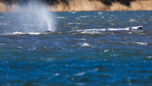 Buckelwal in der Wismarer Bucht