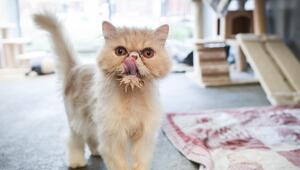Eine Perserkatze schaut in die Kamera und leckt sich die Lippen.