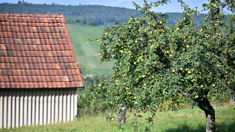 Apfelbäume auf einer Streuobstwiese bei heißen Temperaturen