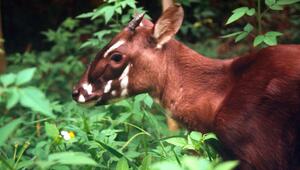 Saola