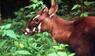 Saola