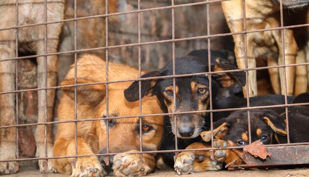 Missbrauchte Hunde in Uganda