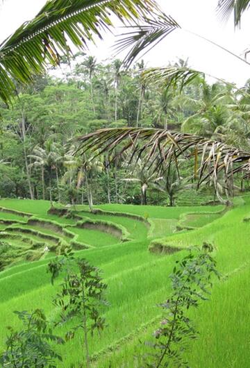 Reisterrasse auf Bali