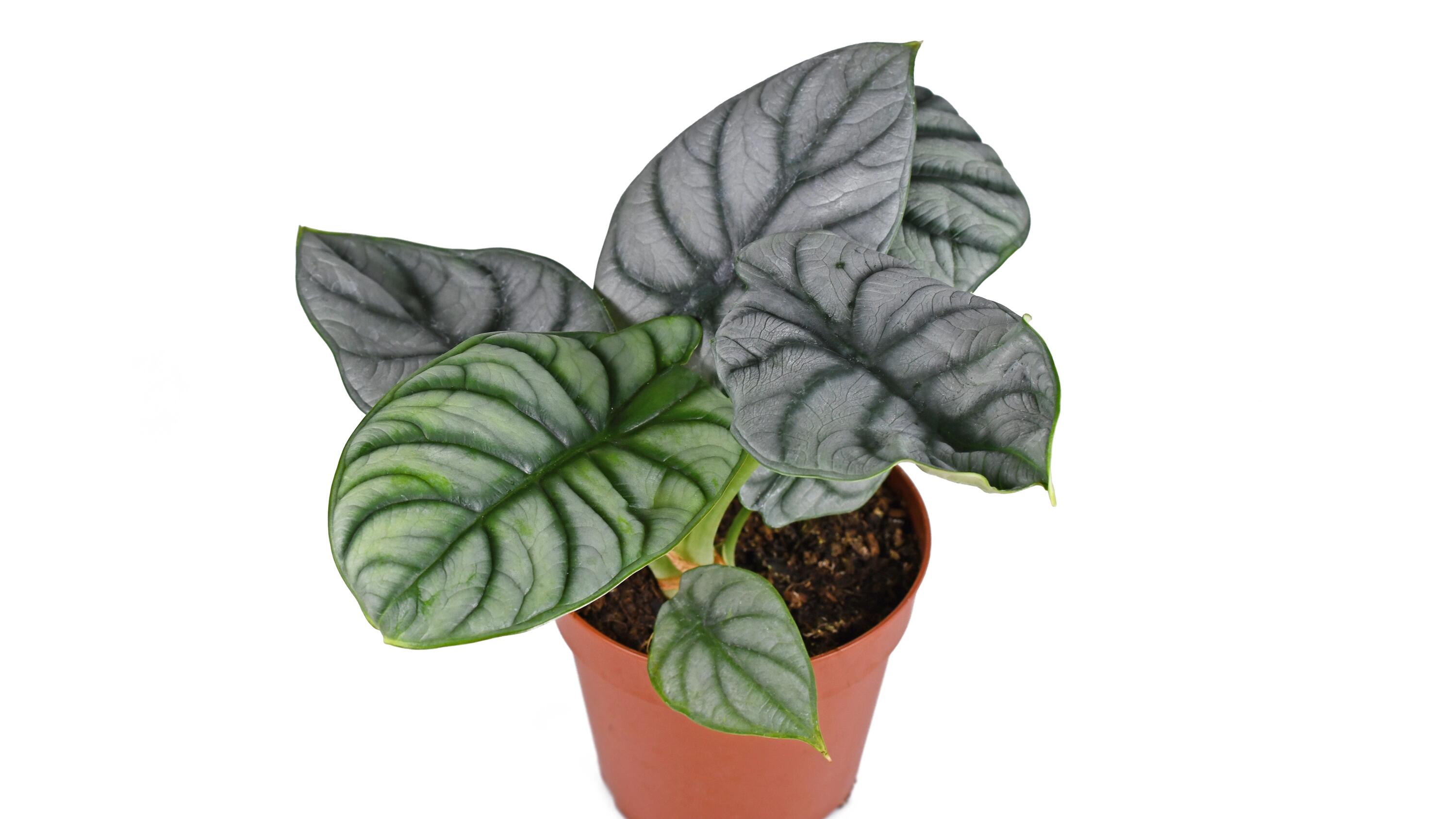 hedera helix grün Hedera helix 'Wonder' – iedera englezeasca verde, rezistenta si versat –  Secret Garden Plant Shop main image 1