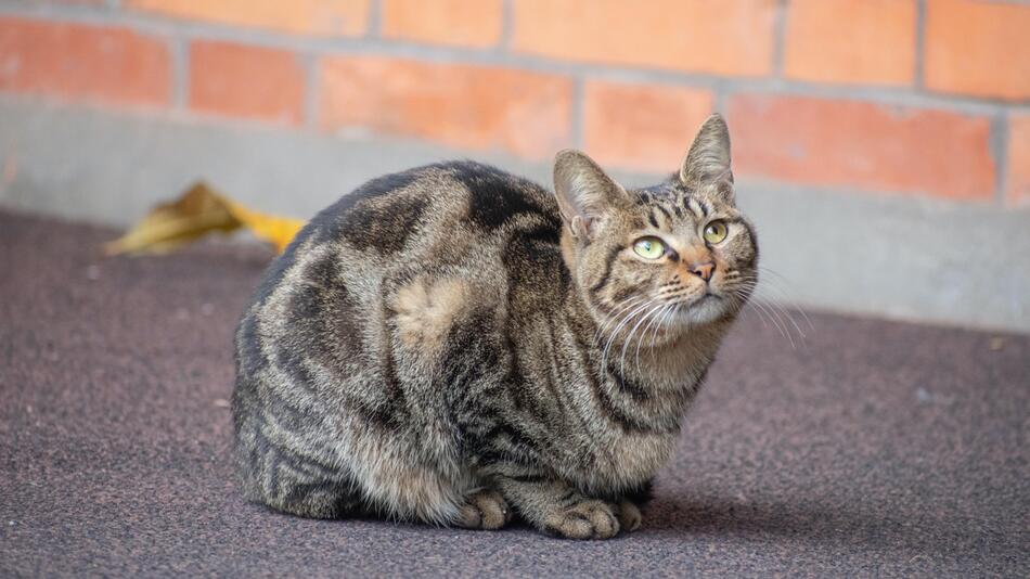 Katze auf Mallorca sorgt für Gerichtsverfahren.