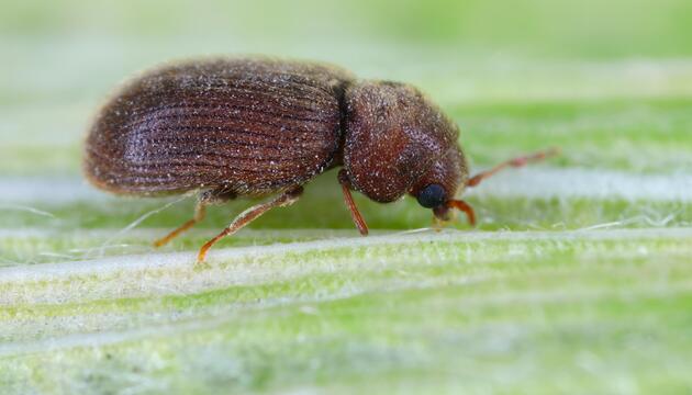 Brotkäfer (Stegobium paniceum)