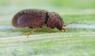 Brotkäfer (Stegobium paniceum)