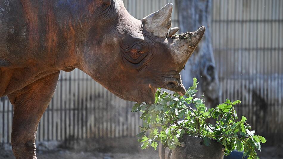 Spitzmaulnashorn Taco im Frankfurter Zoo