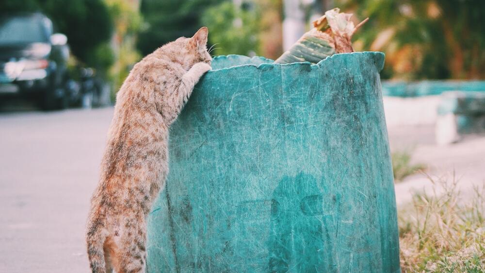 Katze streunert durch Straße.