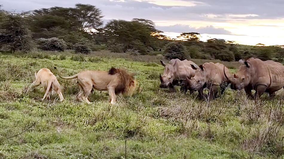 Löwen treffen auf Nashorn-Trio und erleben Überraschung