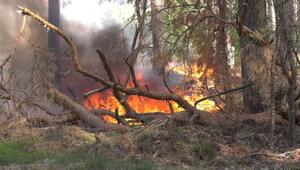 Heißer Sonntag erwartet - Waldbrandgefahr steigt
