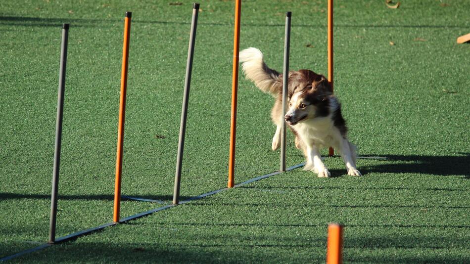 Statt Wettbewerb konzentriert sich Hund auf Kamera