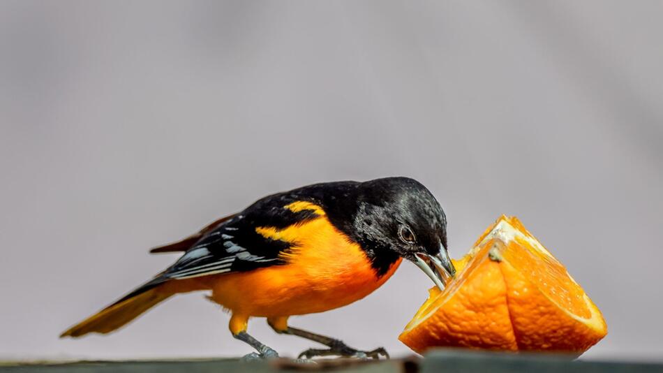 Vögel sollen bis 2024 unbenannt werden.