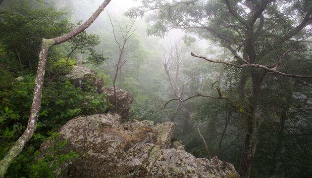 Shenandoah-Nationalpark in den USA