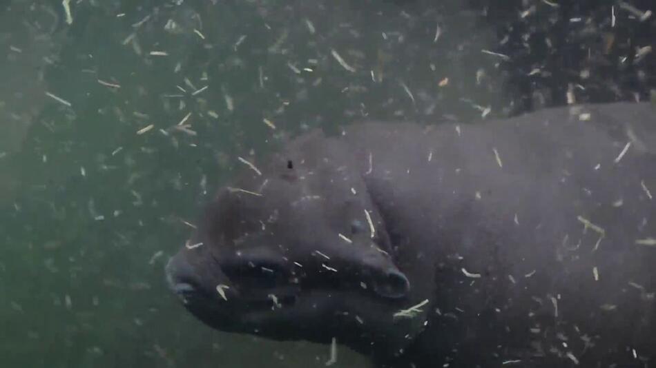 Baby-Hippo Toni im Berliner Zoo: der erste Tauchgang