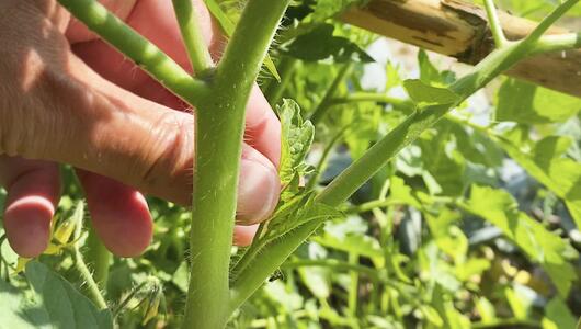 Für eine pralle Ernte: Darum sollten Sie Ihre Tomatenpflanzen ausgeizen