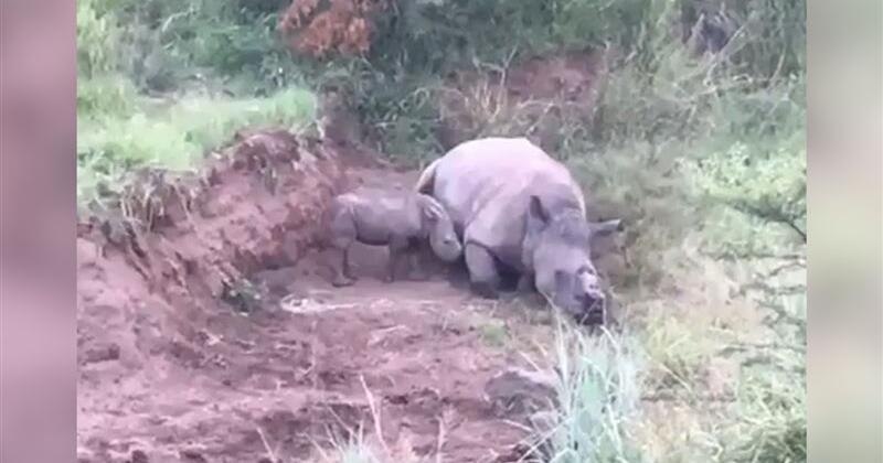 Nashorn-Baby weint um tote Mutter (VIDEO)