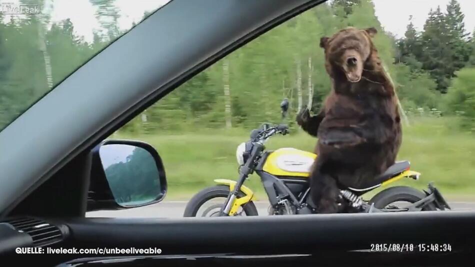 Unhöflicher Bär auf Motorrad