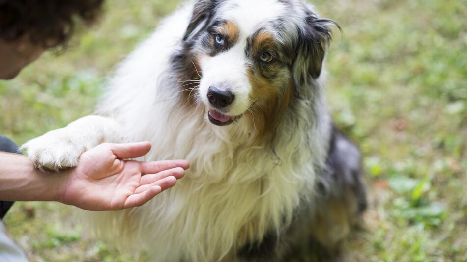 Hund legt Pfote auf