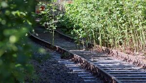 Eine stillgelegte Bahntrasse 