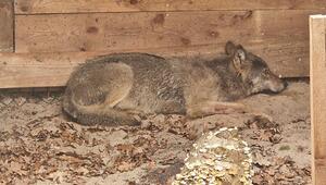 Hamburger Wolf in Tierauffangstation