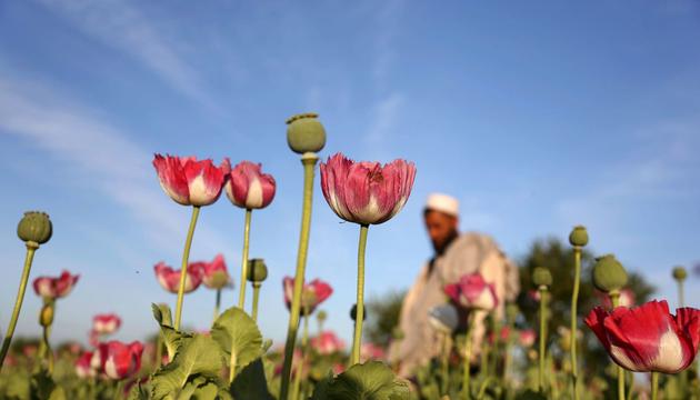 Opiumanbau in Afghanistan