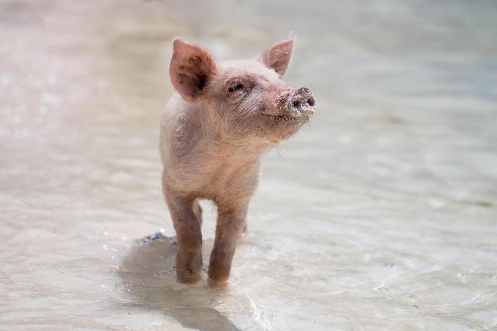 Auch MIni-Schweinchen werden groß.