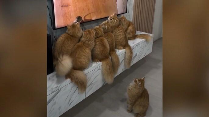 Katzen am Fernseher