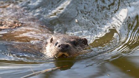 Otter in Rheinland-Pfalz - Spürhunde finden neue Nachweise