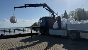 Weitere Entwicklung zum Buckelwal in der Ostsee