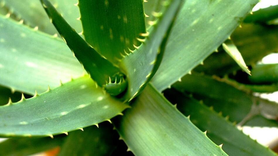 Aloe Vera Ableger