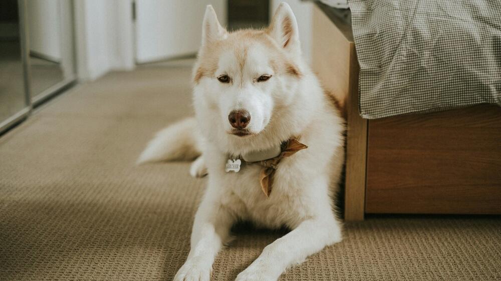 Hunde fühlen sich im Schlafzimmer wohl.