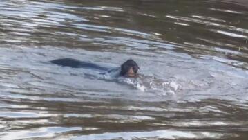 Affe überquert Grenzfluss schwimmend