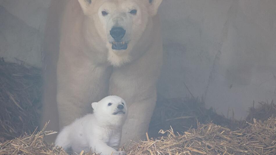 Eisbärnachwuchs im Karlsruher Zoo