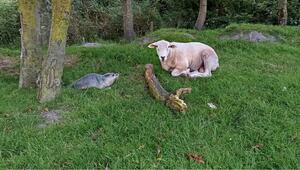 Ein Seehundbaby im Garten
