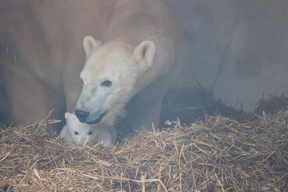 Eisbärnachwuchs im Karlsruher Zoo