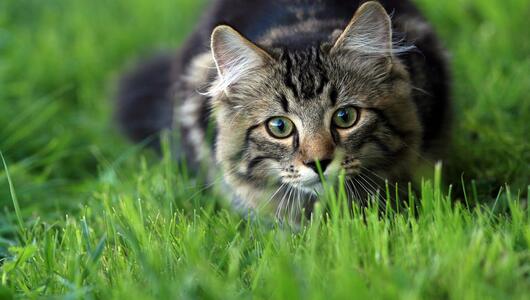 Katze lauert