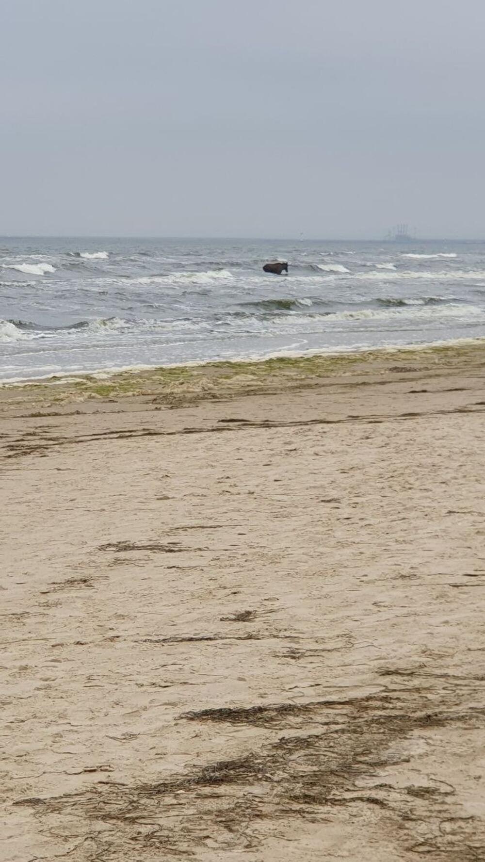 Elch steht in der Ostsee nahe Ahlbeck