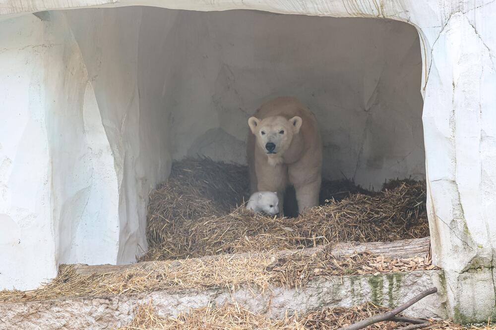 Eisbärnachwuchs im Karlsruher Zoo