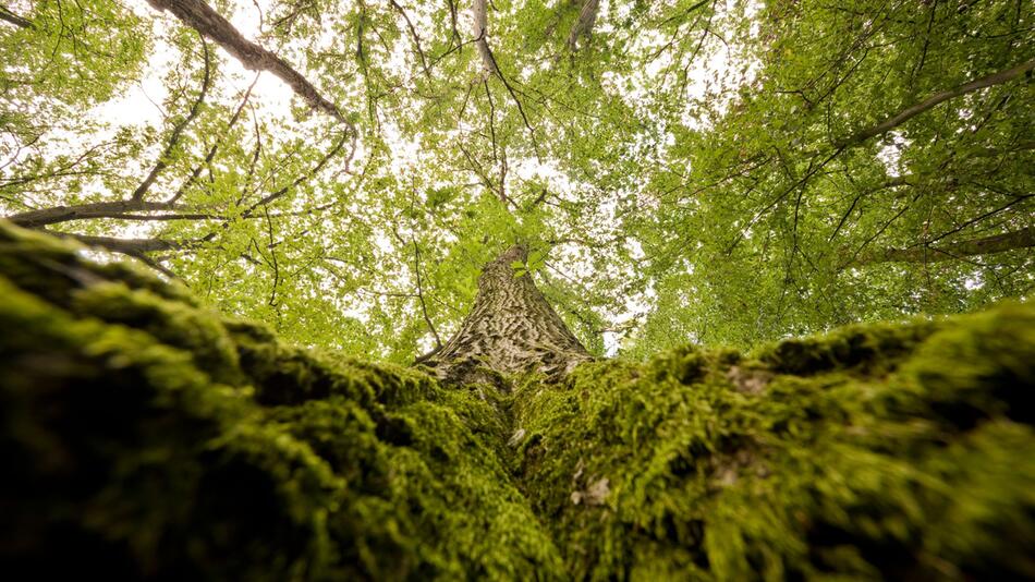 Wald im Saarland