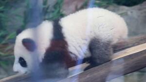 Action im Berliner Panda-Gehege: Leni und Lotti werden immer wilder