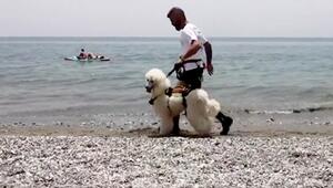 Königspudel als Rettungshund: Nilo bereit zum Einsatz